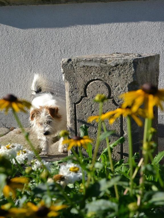 Turján Vendégház Erdőbénye Exterior foto